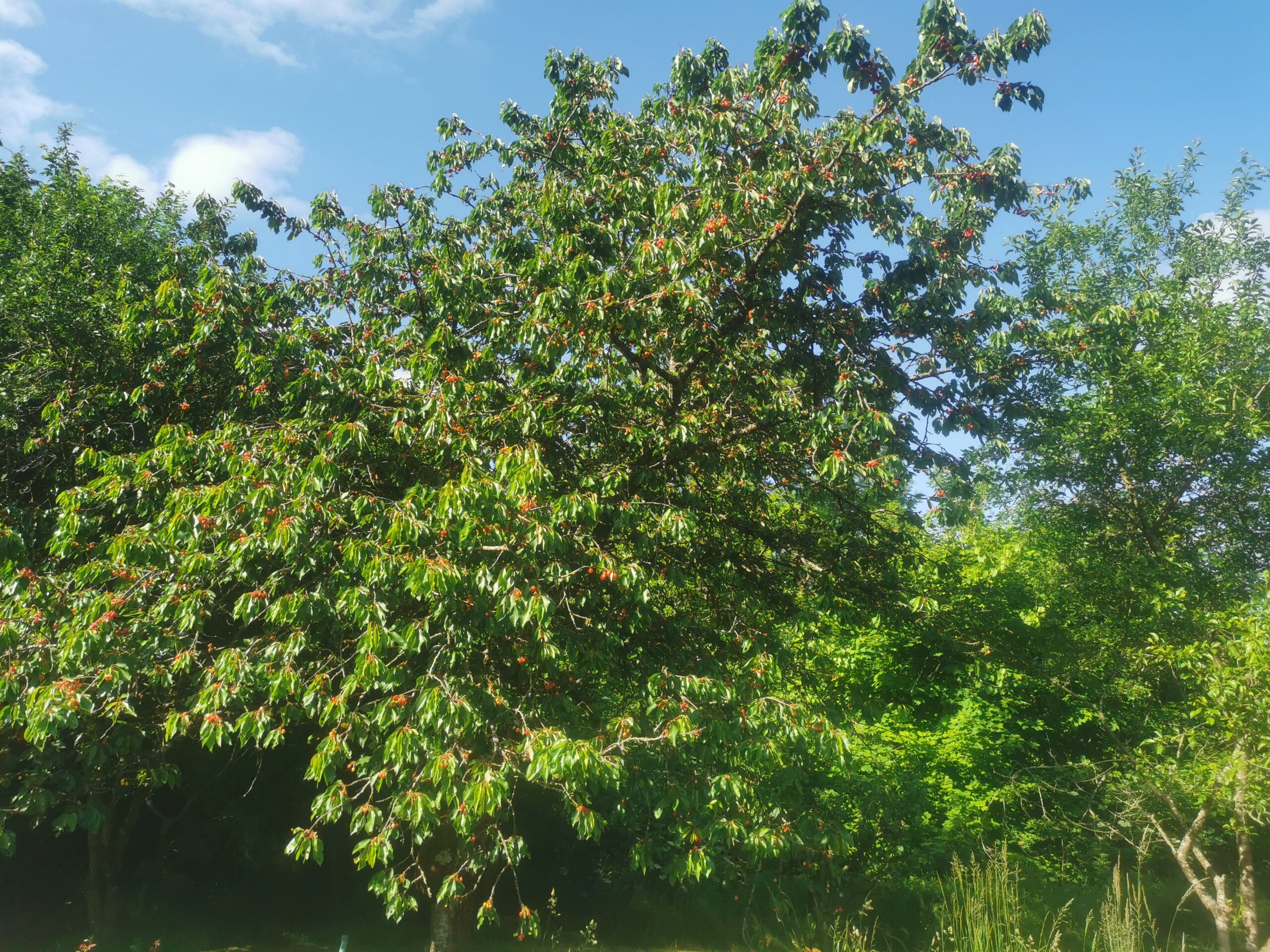 17 arbres fruitiers