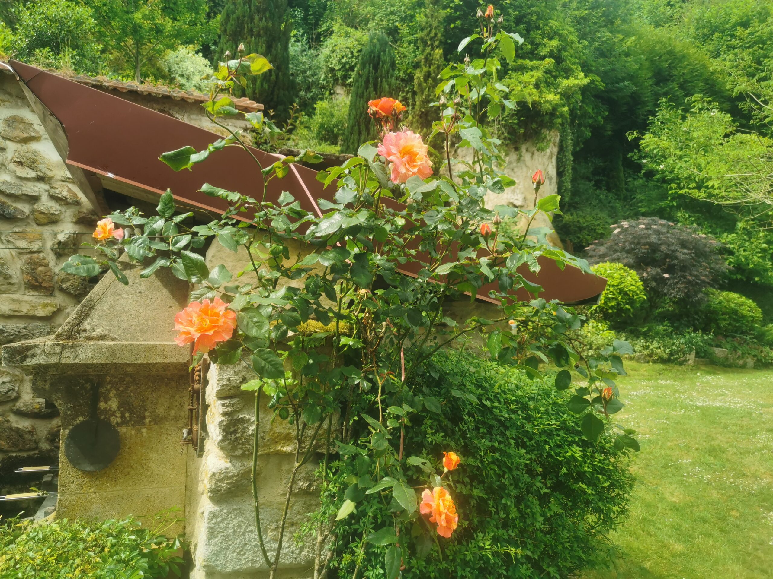 Rosiers