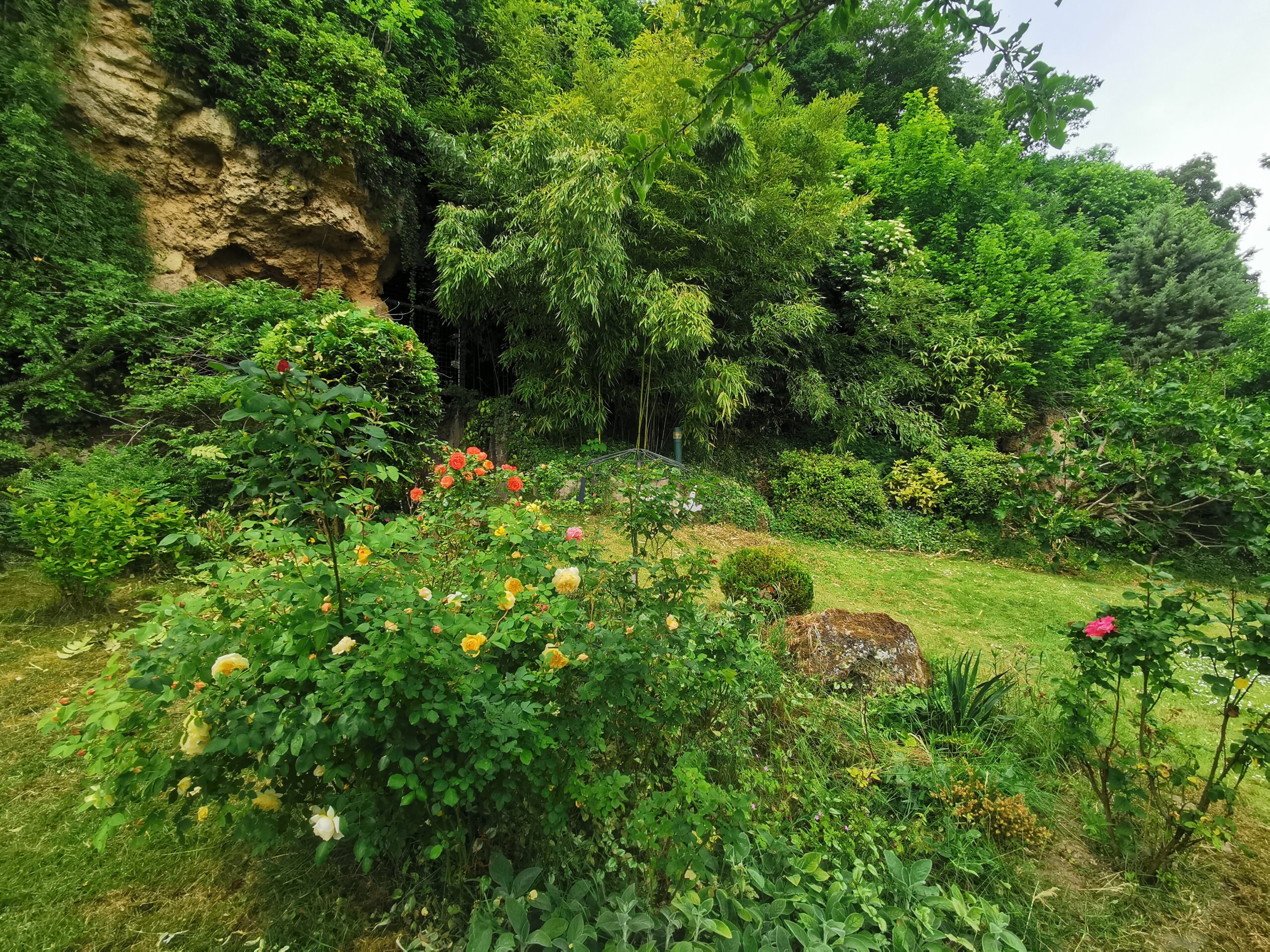 massifs de roses